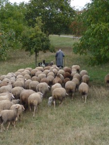 Shepherd leading sheep