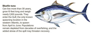 Image of bluefin tuna with accompanying text 